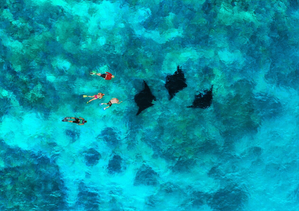 Manta Ray Experience