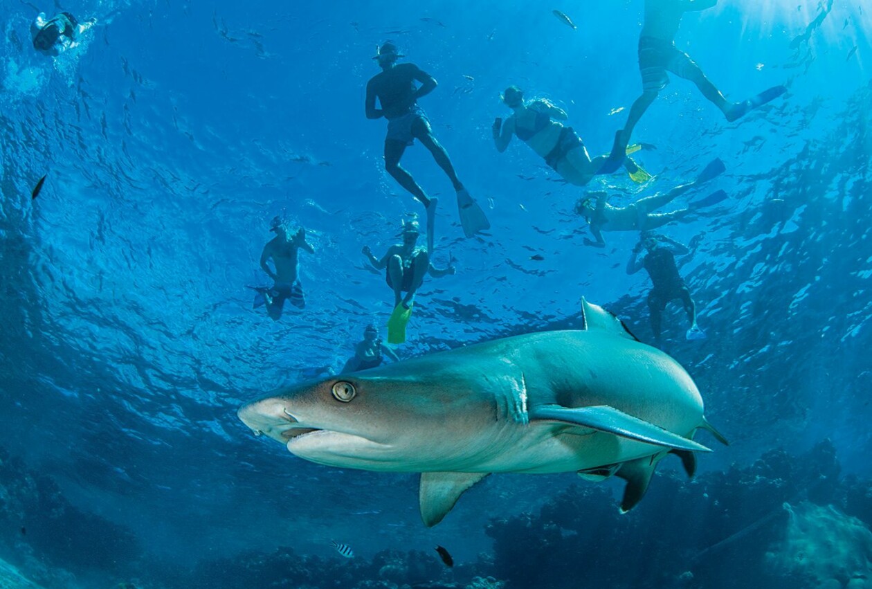 Ultimate Encounters Snorkelling with Sharks - Day Trip