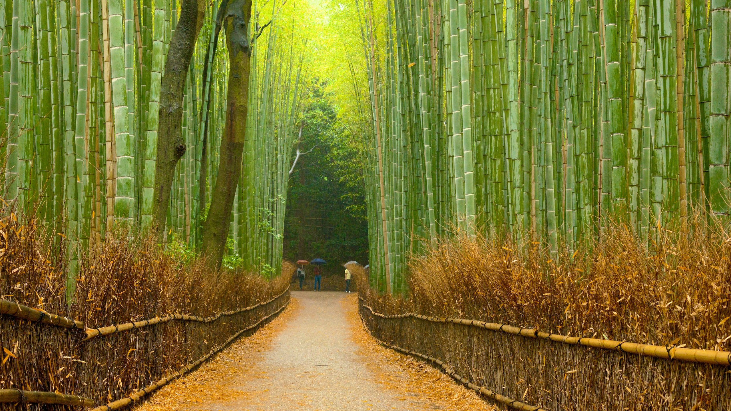 Arashiyama Bamboo Grove