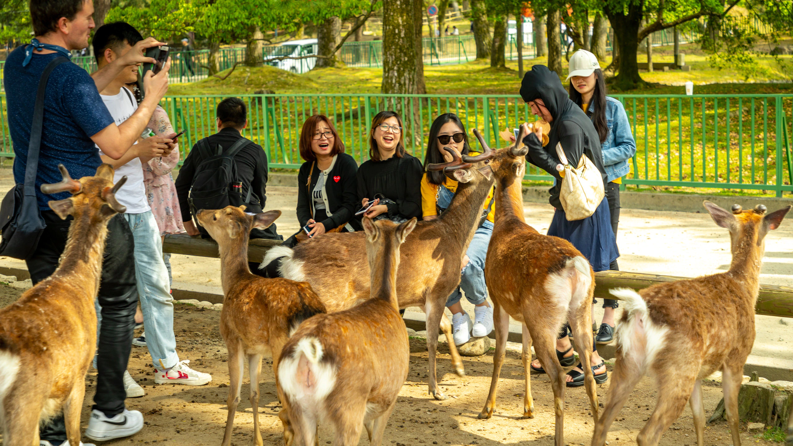 Nara Park